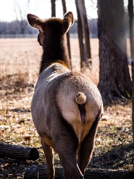 Close View Adult Female Elk Deer Brown Fur Busse Forest — Stock Photo, Image