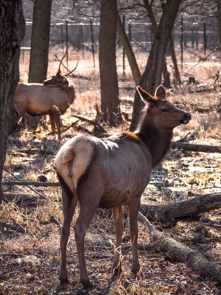 Close View Adult Female Elk Deer Brown Fur Bull Male — Stock Photo, Image