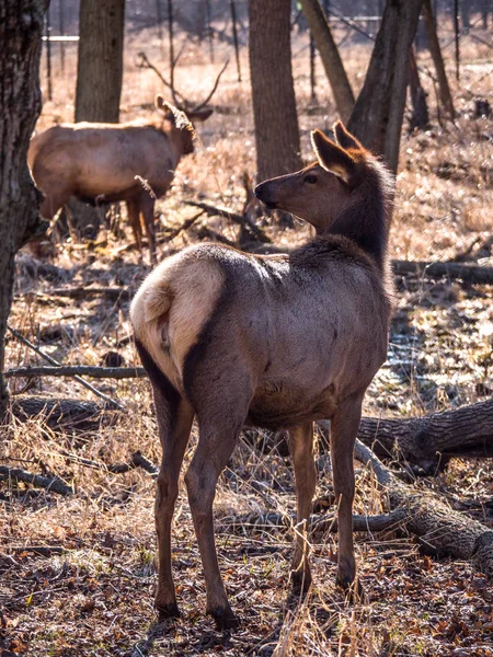 Close View Adult Female Elk Deer Brown Fur Bull Male — Stock Photo, Image