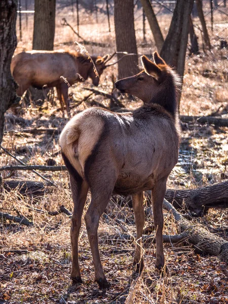 Close View Adult Female Elk Deer Brown Fur Bull Male — Stock Photo, Image