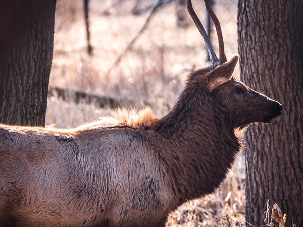 Close View Adult Male Bull Elk Deer Brown Fur Busse — Stock Photo, Image