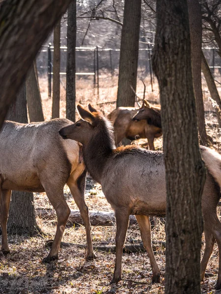 Close View Adult Female Elk Deer Brown Fur Bull Male — Stock Photo, Image