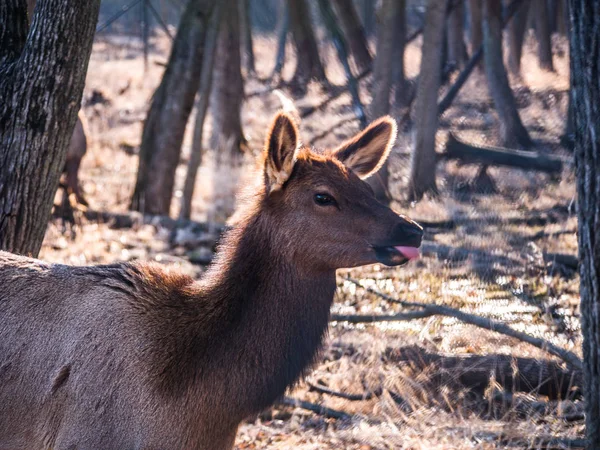 Funny Close View Adult Female Elk Deer Brown Fur Sticking — Stock Photo, Image