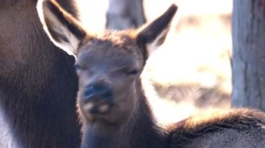 Bir yetişkin anne ve genç geyik geyik orman Busse korumak elk arazide uzun boylu sarı otları ile kahverengi kürk ve arka planda Elk Grove Village Illinois ağaçlarda görünümünü kapat.