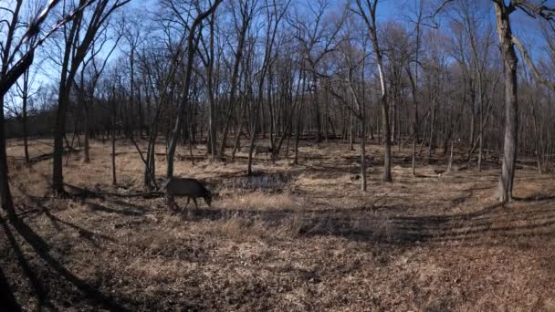 Ampla vista angular de dois veados adultos de alce fêmea com pele marrom na floresta de Busse Preserve pastagens de alces com gramíneas amarelas altas e árvores no fundo em Elk Grove Village, Illinois . — Vídeo de Stock