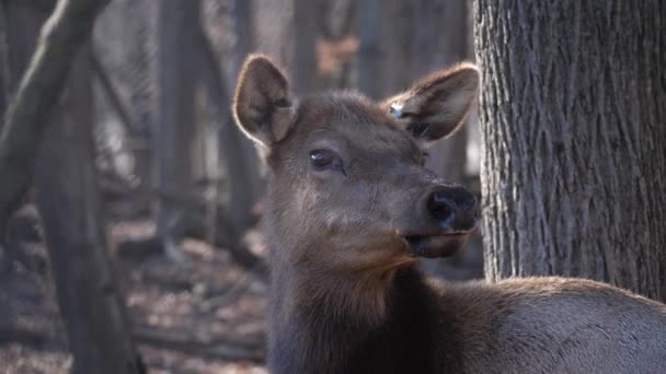 Close up head shot of a adult female elk deer with brown fur showing breath in the Busse Forest Preserve elk pasture with tall yellow grass and trees in background in Elk Grove Village in Illinois . — Vídeo de Stock