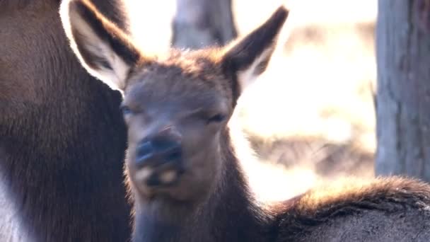 Vista de perto de uma mãe adulta e um jovem veado de alce com pele marrom na floresta de Busse Preserve pastagens de alces com gramíneas amarelas altas e árvores no fundo em Elk Grove Village, em Illinois . — Vídeo de Stock