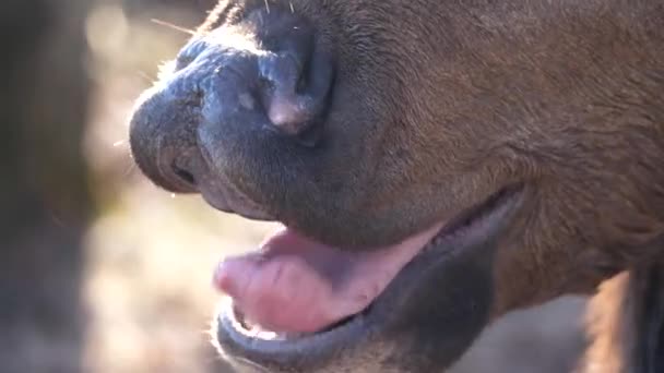 Vista de cerca del hocico un macho adulto ciervo alce con piel marrón lamiéndose la boca y las fosas nasales y bostezando en el bosque Busse Preservar el pasto de alces en el fondo en Elk Grove Village, Illinois . — Vídeo de stock