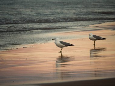 Martılar sahilde ıslak kum gökyüzünün renkli yansımaları ile Chicago'da batımında dalgalar rulo olarak duran bir grup hayvan ya da doğa fotoğrafı.