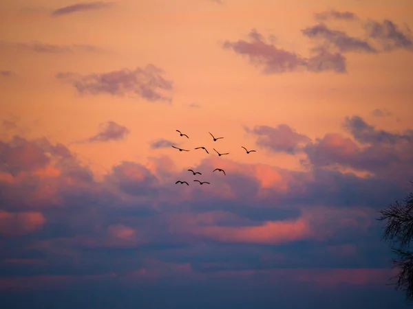 Beautiful Photograph Canadian Geese Silhouettes Flying Sunset Fluffy Orange Pink — Stock Photo, Image