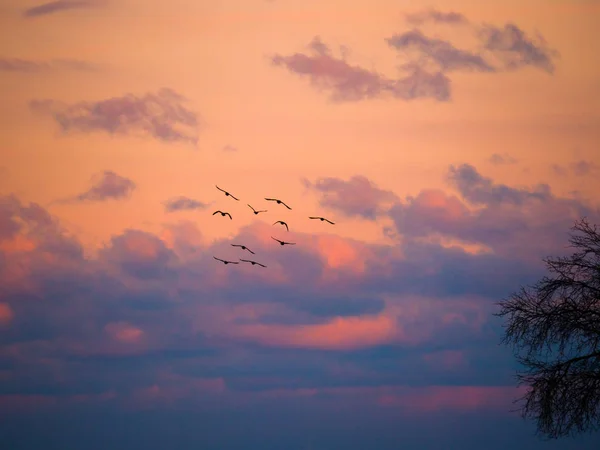 Schöne Fotografie Von Kanadischen Gänsen Silhouetten Fliegen Den Sonnenuntergang Mit — Stockfoto