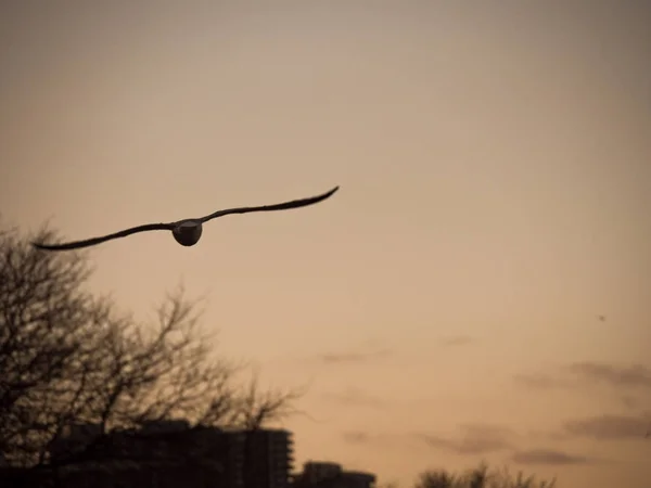 Tierfoto Eines Möwenvogels Mit Weit Ausgebreiteten Flügeln Der Bei Sonnenuntergang — Stockfoto