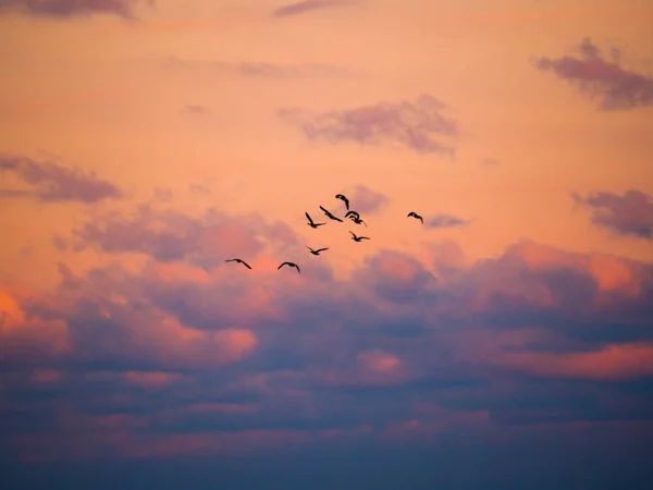 Beautiful Photograph Canadian Geese Silhouettes Flying Sunset Fluffy Orange Pink — Stock Photo, Image