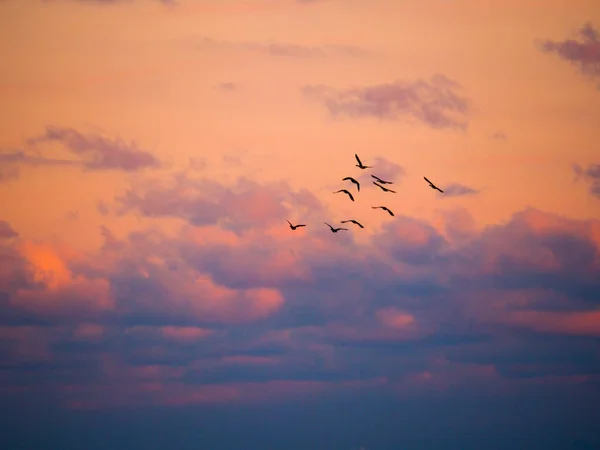 Beautiful Photograph Canadian Geese Silhouettes Flying Sunset Fluffy Orange Pink — Stock Photo, Image