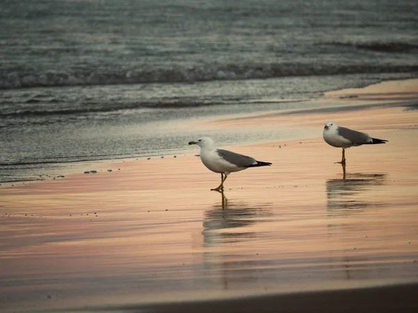 Photographie Animalière Nature Groupe Mouettes Debout Sur Sable Humide Plage — Photo