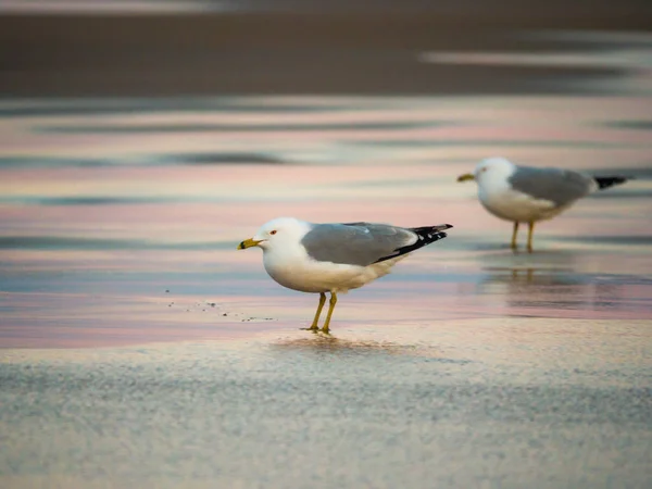 Fotografia Animais Natureza Grupo Gaivotas Areia Praia Molhada Pôr Sol — Fotografia de Stock