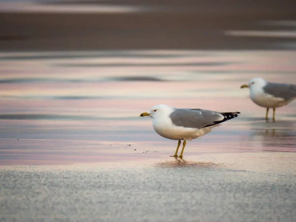Animal Nature Photograph Group Seagulls Standing Wet Beach Sand Sunset — Stock Photo, Image
