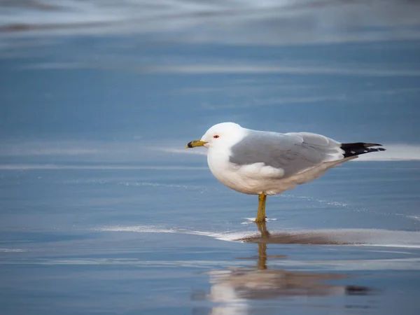 Fotografia Animais Natureza Uma Gaivota Areia Praia Molhada Pôr Sol — Fotografia de Stock