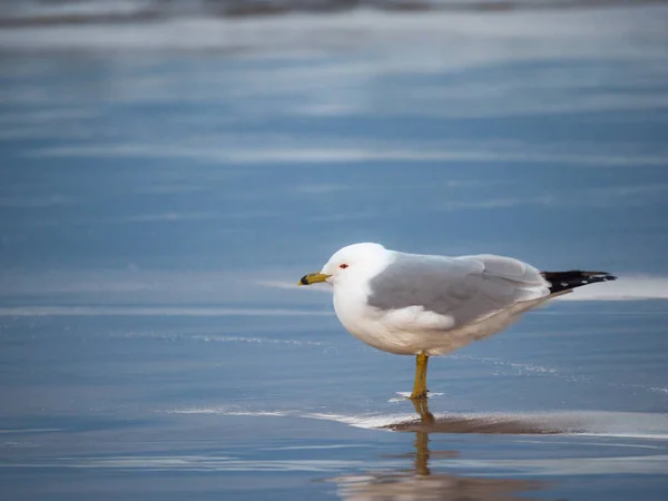 Photographie Animalière Nature Une Mouette Debout Sur Sable Humide Plage — Photo