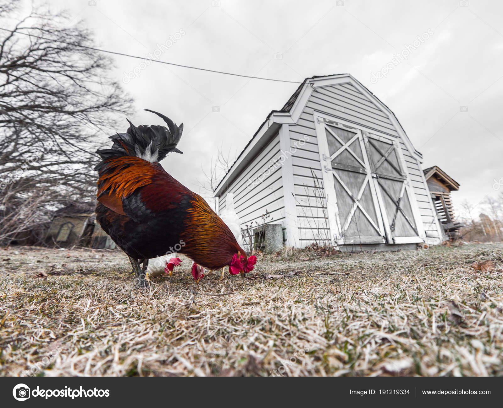 Farm View Free Range Chickens Including Orange Black Male Rooster
