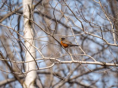 Turuncu renkli karın tüyleri kırsal Wisconsin'de bir beyaz Huş ağacının dalını oturan Robin'le doğa fotoğrafı.