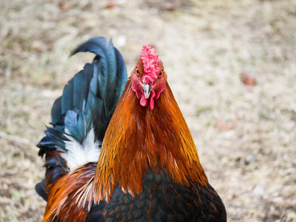 Drôle Humoristique Portrait Tête Gros Plan Poulet Coq Mâle Avec — Photo