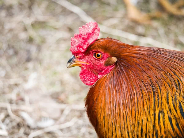 Drôle Humoristique Portrait Tête Gros Plan Poulet Coq Mâle Avec — Photo