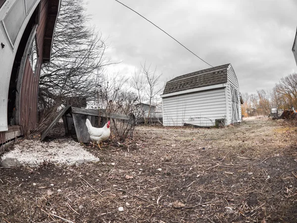 Hobby Farm Photograph White Free Range Hen Chicken Barn Chicken — Stock Photo, Image