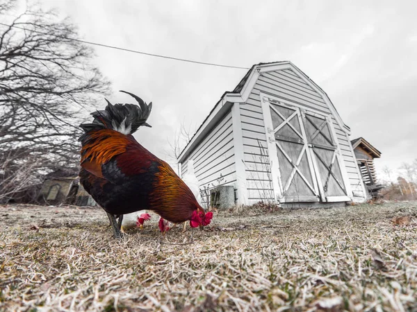 Farm view of free range chickens including a orange and black male rooster and white hens standing on the grass with the barn or chicken coop in the background with dead grass and cloudy sky above.