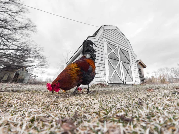 Photograph Colorful Orange Feathered Rooster Chicken Eating Food Grass Barn — Stock Photo, Image