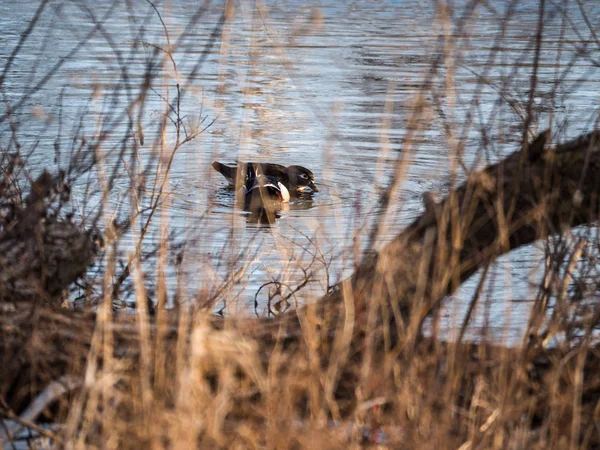 一张美丽的野生动物自然照片 照片上的一只雄性和雌性木鸭坐在威斯康星州农村的池塘上 透过树枝和刷子在水边寻找 — 图库照片