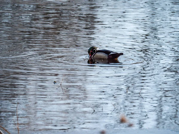 一张美丽的野生动物自然照片 一只五颜六色的雄性罗克木鸭水家禽在威斯康星州农村的池塘 — 图库照片