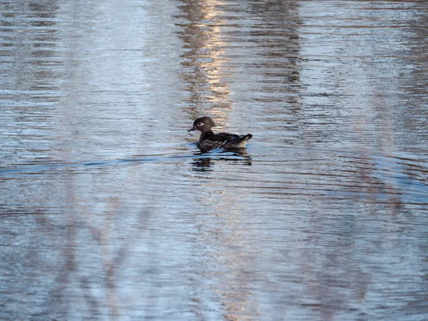 一个美丽的野生动物自然照片一只雌母鸡木鸭水禽在一个池塘在威斯康星州农村与树木反映在水中 — 图库照片