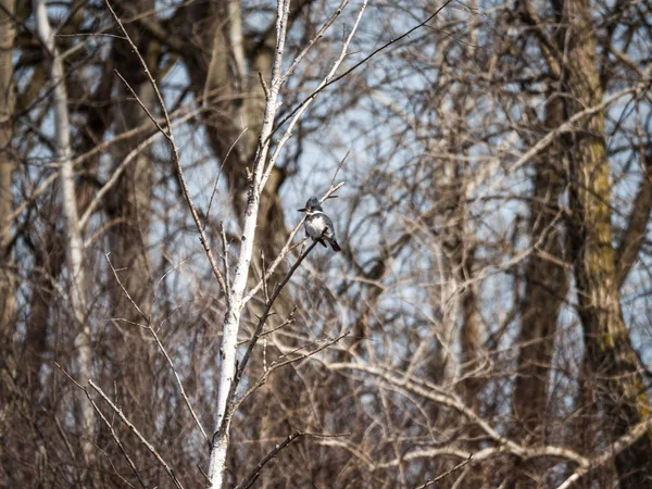 Beautiful Nature Wildlife Photograph Kingfisher Bird Sitting Branch White Birch — Stock Photo, Image