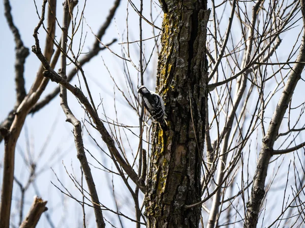 Nature Photograph Female Downy Woodpecker Clinging Bark Side Mossy Tree — Stock Photo, Image