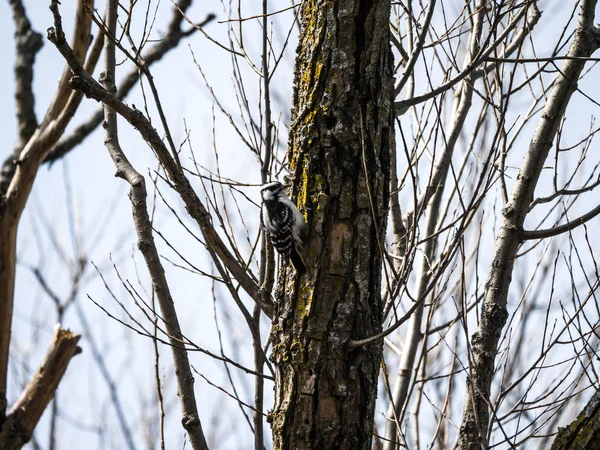 Nature Photograph Female Downy Woodpecker Clinging Bark Side Mossy Tree — Stock Photo, Image