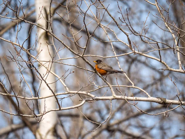 Nature Photograph Robin Orange Colored Belly Feathers Sitting Branch White — Stock Photo, Image