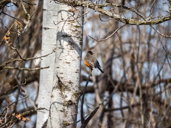 Fotografia Natura Robin Pomarańczowy Brzuch Kolorowych Piór Siedzącego Gałęzi Drzewa — Zdjęcie stockowe