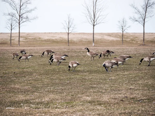 Photograph Flock Canadian Geese Eating Grass Cold Spring Day Chicago — Stock Photo, Image