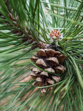Kahverengi çam kozalağı bulanık bokeh uzun çam iğneleri ve harika doğa zemin yapmak arka planda şube ile fotoğrafı kapatın.