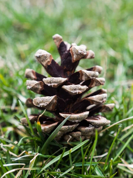 Close Photograph Brown Pine Cone Blurred Bokeh Pine Needles Laying — Stock Photo, Image