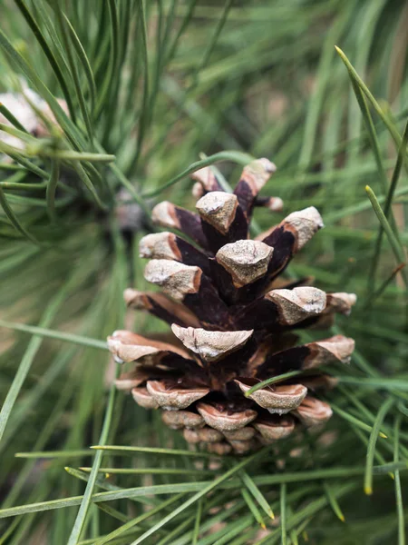 Close Photograph Brown Pine Cone Blurred Bokeh Long Pine Needles — Stock Photo, Image