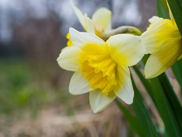 Fotografía Cerca Macro Hermosas Flores Perennes Narciso Amarillo Macizo Flores —  Fotos de Stock