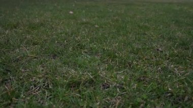 Havada attı ve çim kaplı zeminde bir düşük iyi spor arka plan yapma noktadan açılış kırmızı dantel ile kullanılan deri beyzbol kısa yavaş hareket % 50 yarı hızla video klip