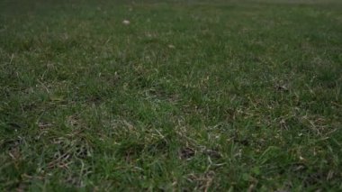 Havada attı ve çim kaplı zeminde bir düşük iyi spor arka plan yapma noktadan açılış kırmızı dantel ile kullanılan deri beyzbol kısa yavaş hareket % 50 yarı hızla video klip