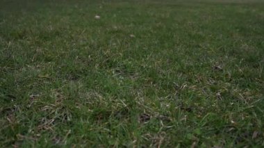 Havada attı ve çim kaplı zeminde bir düşük iyi spor arka plan yapma noktadan açılış kırmızı dantel ile kullanılan deri beyzbol kısa yavaş hareket % 50 yarı hızla video klip