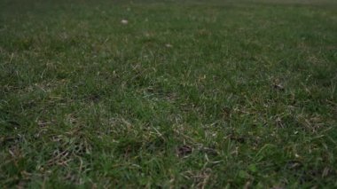 Havada attı ve çim kaplı zeminde bir düşük iyi spor arka plan yapma noktadan açılış kırmızı dantel ile kullanılan deri beyzbol kısa yavaş hareket % 50 yarı hızla video klip