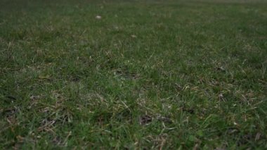 Havada attı ve çim kaplı zeminde bir düşük iyi spor arka plan yapma noktadan açılış kırmızı dantel ile kullanılan deri beyzbol kısa yavaş hareket % 50 yarı hızla video klip