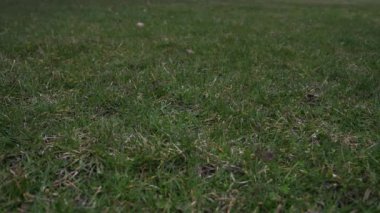 Havada attı ve çim kaplı zeminde bir düşük iyi spor arka plan yapma noktadan açılış kırmızı dantel ile kullanılan deri beyzbol kısa yavaş hareket % 50 yarı hızla video klip