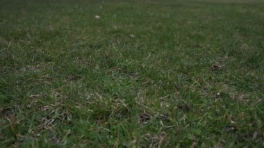 Havada attı ve çim kaplı zeminde bir düşük iyi spor arka plan yapma noktadan açılış kırmızı dantel ile kullanılan deri beyzbol kısa yavaş hareket % 50 yarı hızla video klip